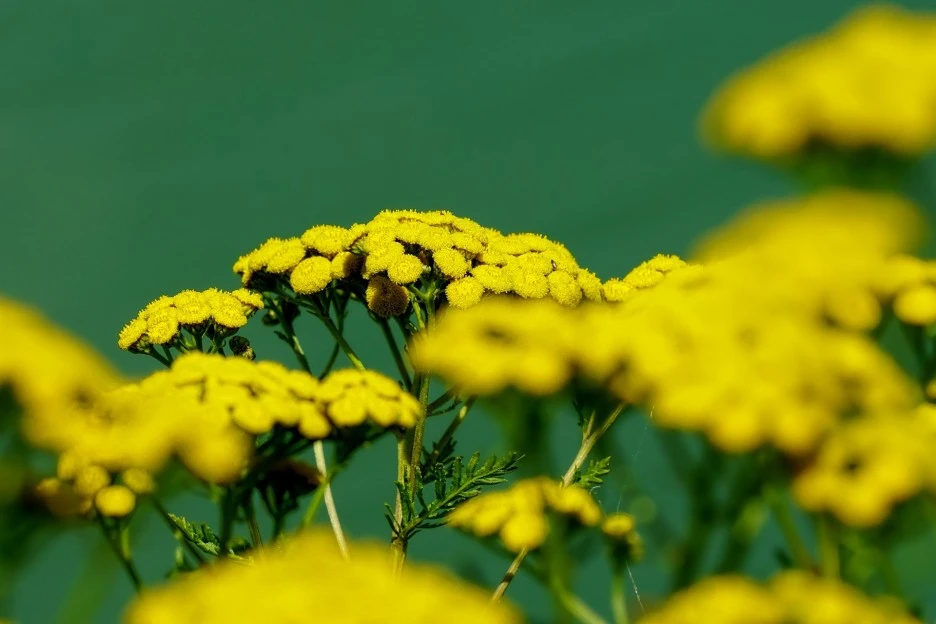 tansy-3597558_1920.jpg?typew1