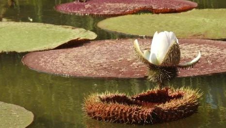 %EC%B6%A9%EC%B2%AD%EB%82%A8%EB%8F%84_%EB%8B%B9%EC%A7%84%EC%8B%9C_%EC%82%BC%EC%84%A0%EC%82%B0%EC%88%98%EB%AA%A9%EC%9B%90_3.jpeg?type=w466