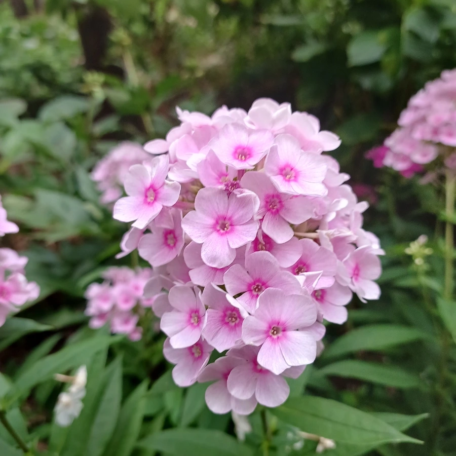 20220719%EF%BC%BF183145.jpg?type=w1