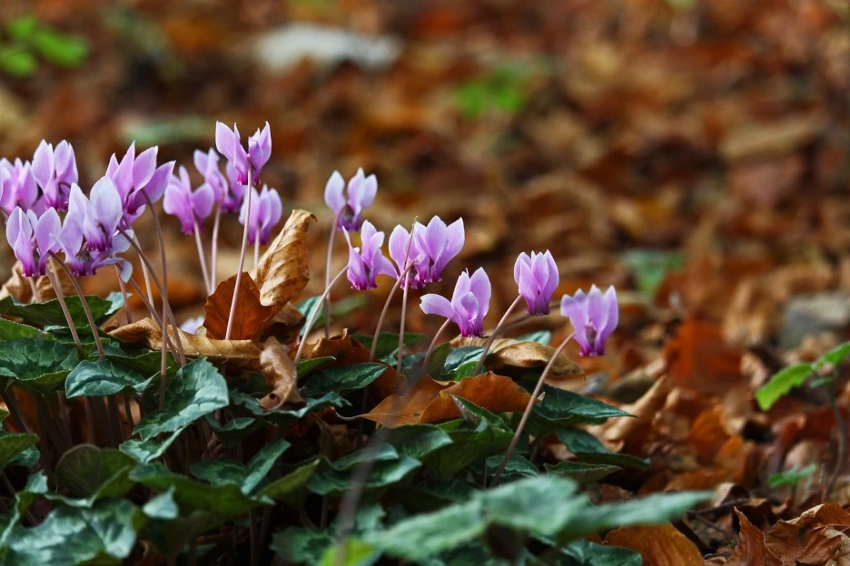 arboretum-4665238_1920.jpg?type=w1