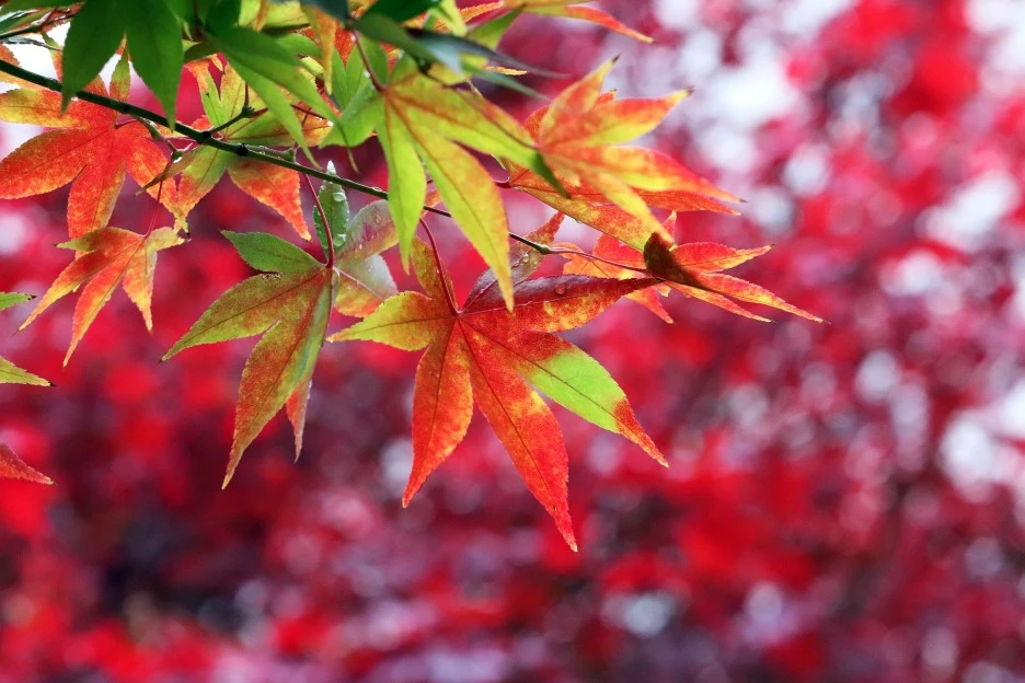 autumn-leaves-3785123_1920.jpg?type=w1