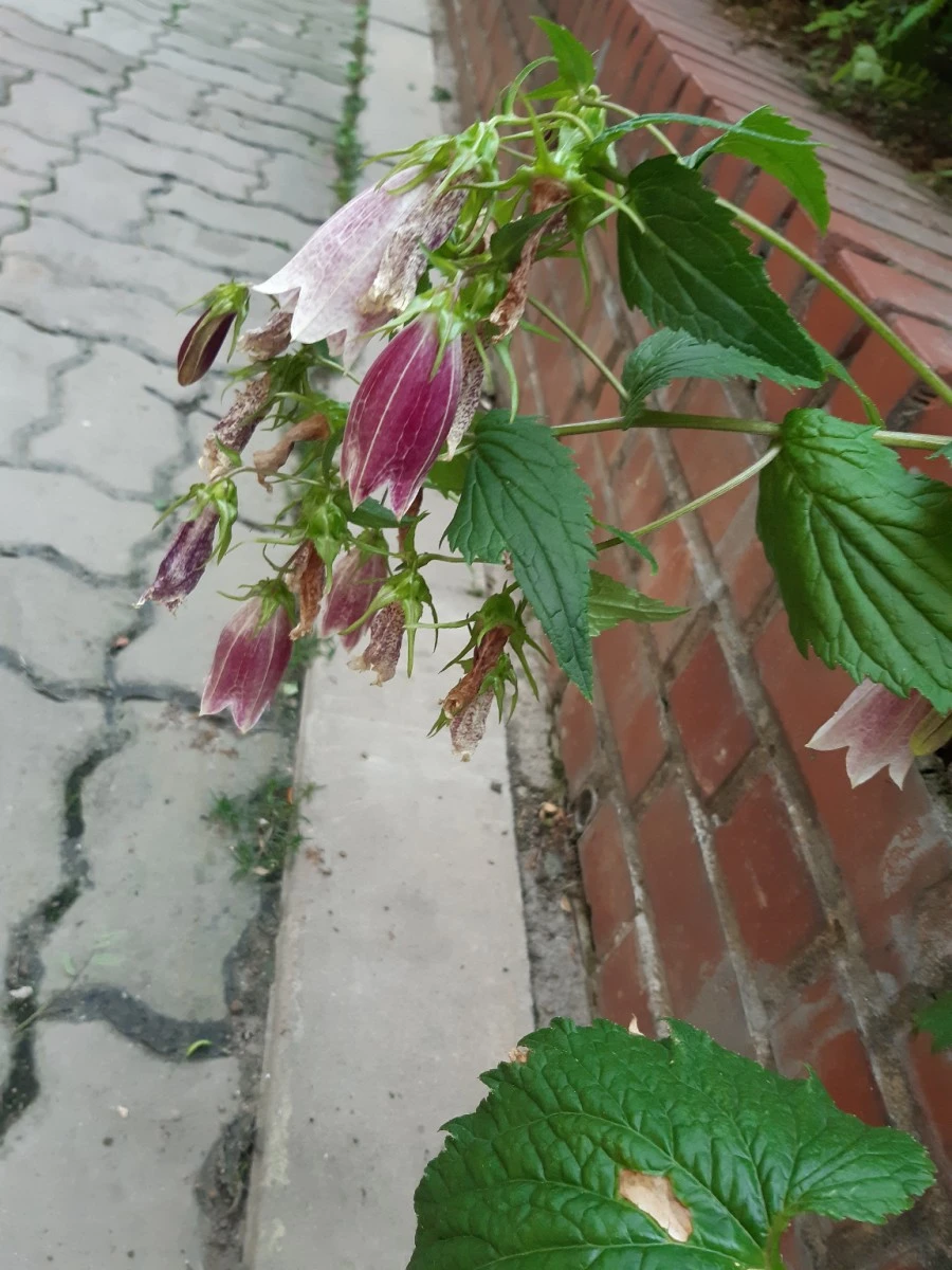 20210602%EF%BC%BF185516.jpg?type=w1