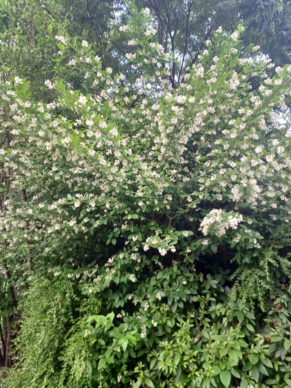 20230520_064058.jpg?type=w1