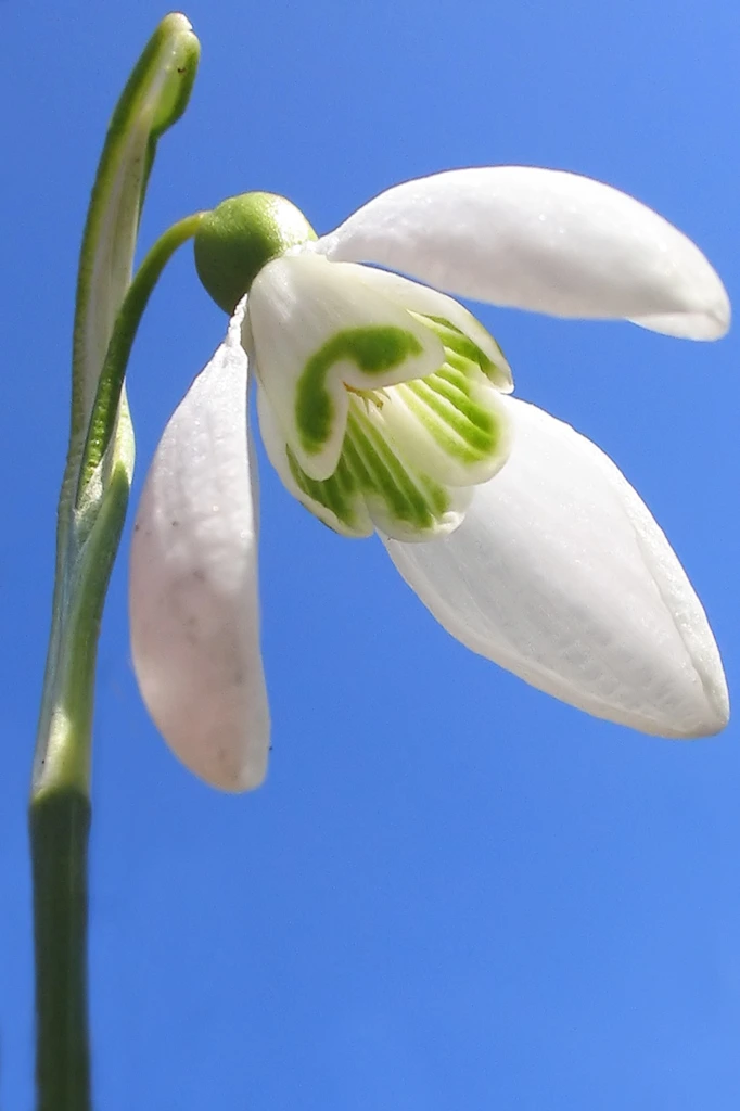 Galanthus_nivalis_2005.jpg?type=w1