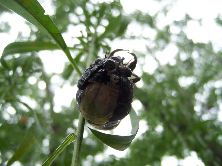 %EB%A7%A4%EB%AF%B8%ED%83%88%EB%B0%942.jpg?type=w1