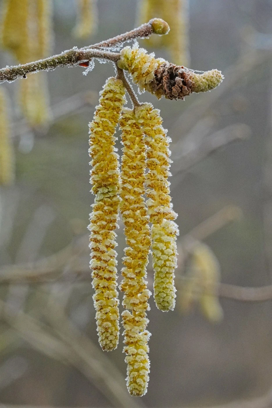 hazel-4792798_1920.jpg?type=w1