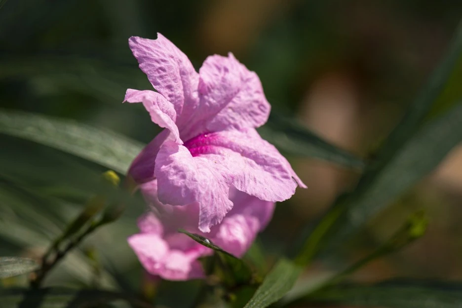 ruellia-6166076_1920.jpg?type=w1