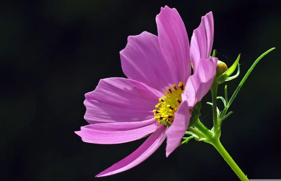 cosmea-1396842_1920.jpg?type=w1