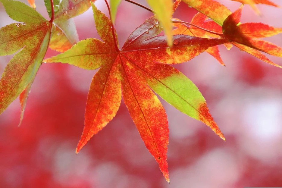 autumn-leaves-3785118_1920.jpg?type=w1