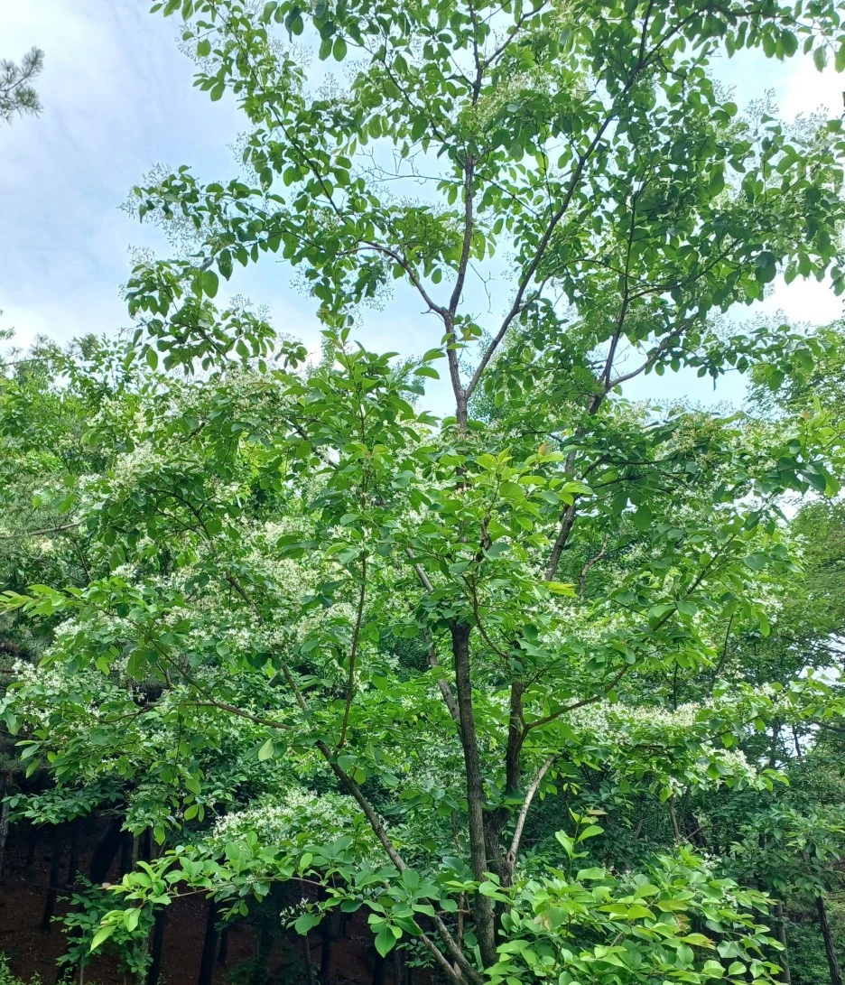 SE-57f6da81-cb0c-4076-a711-17ea63f90787.jpg?type=w1