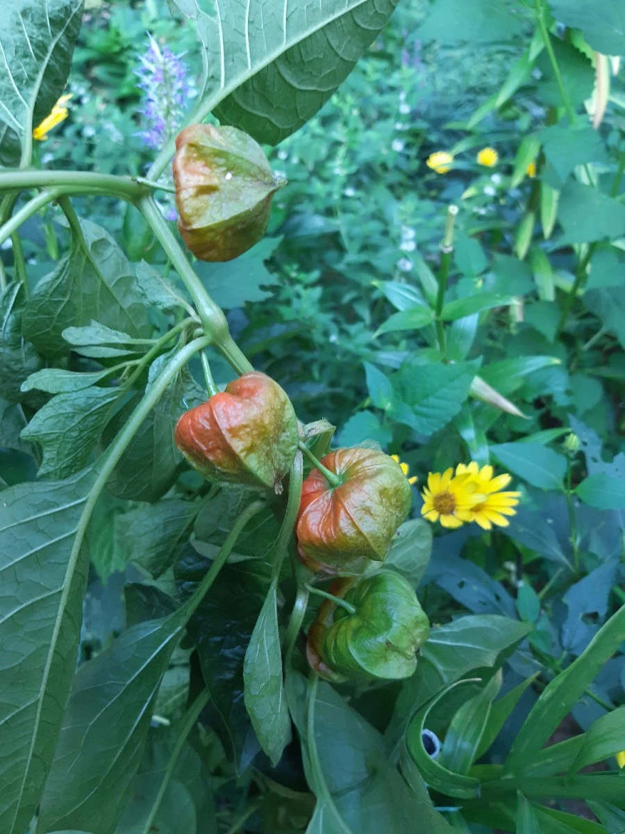 20210825%EF%BC%BF161628.jpg?typew1