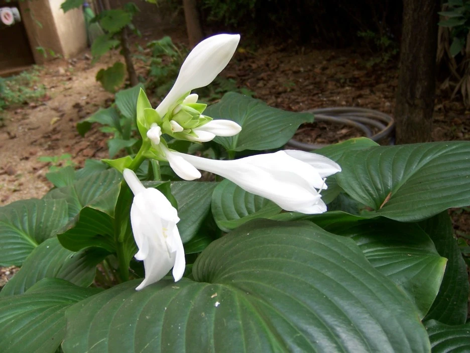 %EC%98%A5%EC%9E%A0%ED%99%94.jpg?type=w1