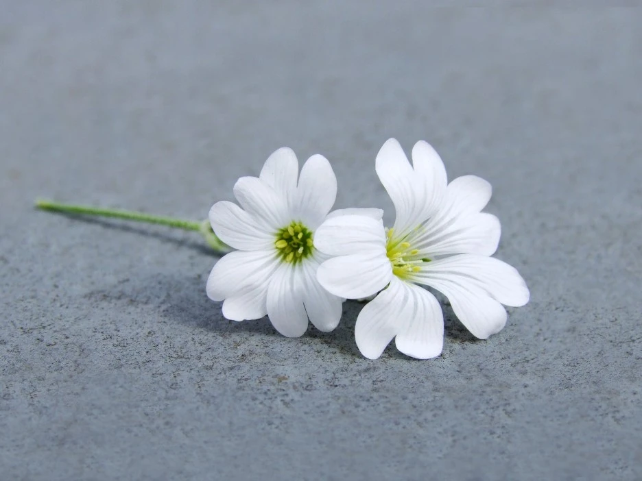 downy-madarhur-5342892_1920.jpg?type=w1