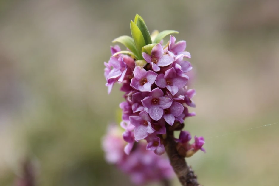 daphne-6316275_1920.jpg?type=w1