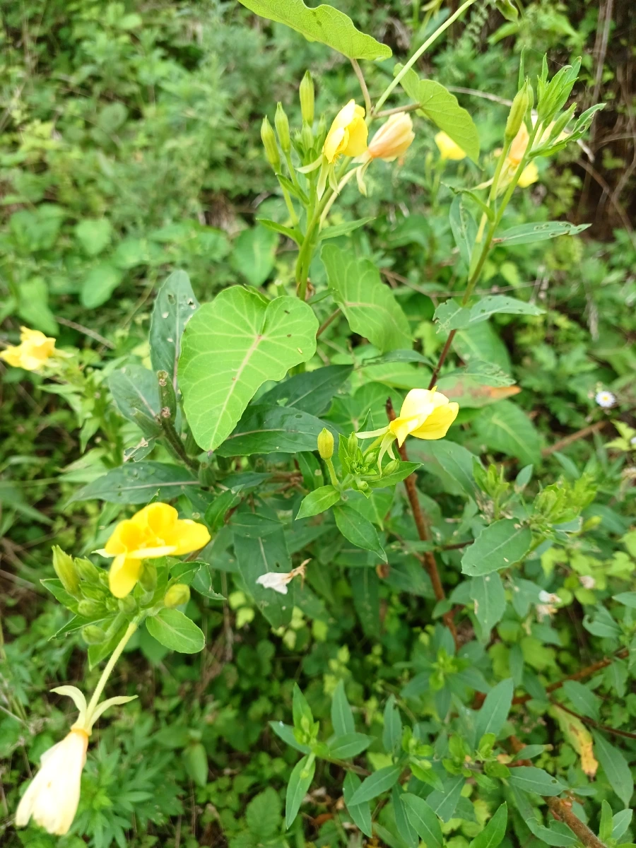 20220903%EF%BC%BF120212.jpg?type=w1