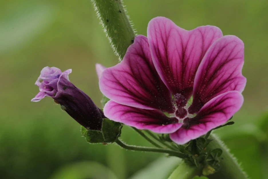 mallow-flower-5267759_1920.jpg?type=w1