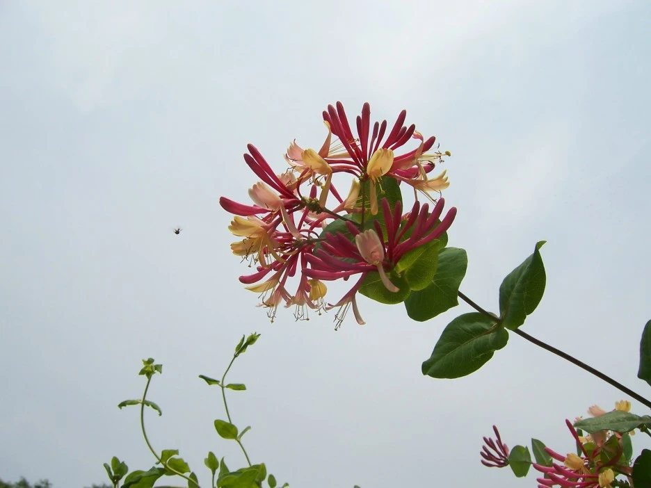 %EC%9D%B8%EB%8F%99%EA%BD%83(%EB%B6%84%ED%99%8D3).jpg?type=w1