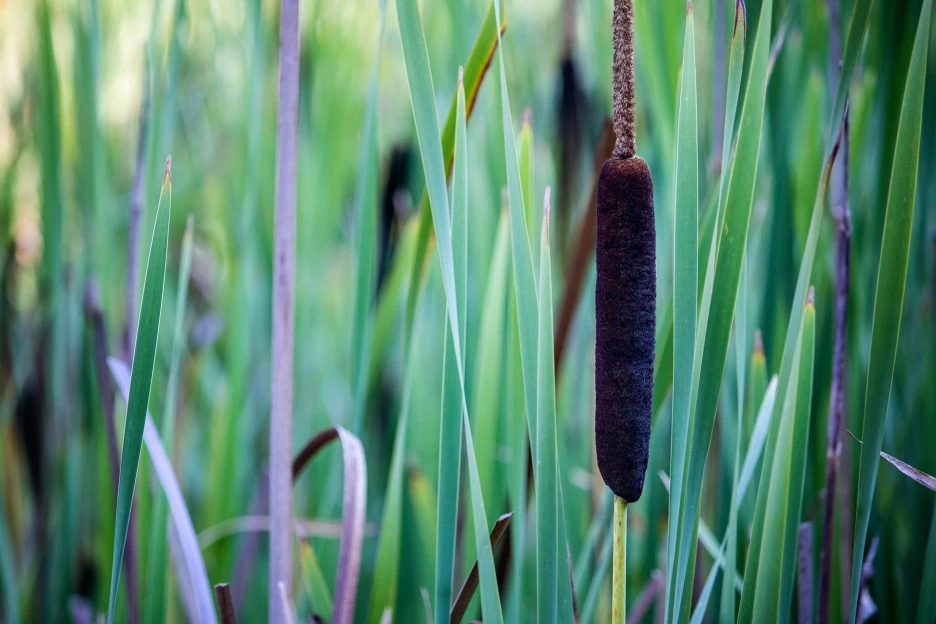 cattail-2382057_1920.jpg?type=w1