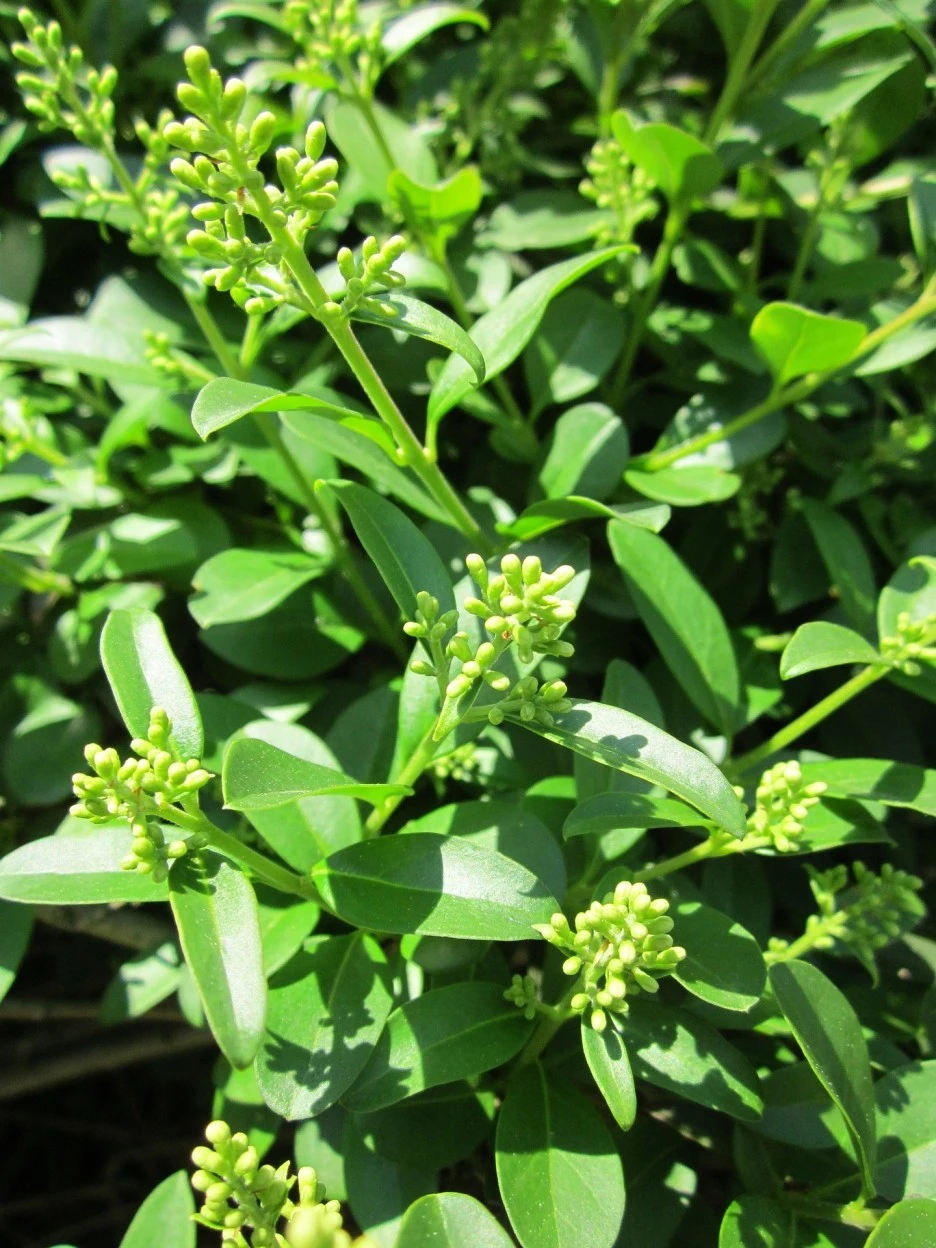 ligustrum-vulgare-846601_1920.jpg?type=w1