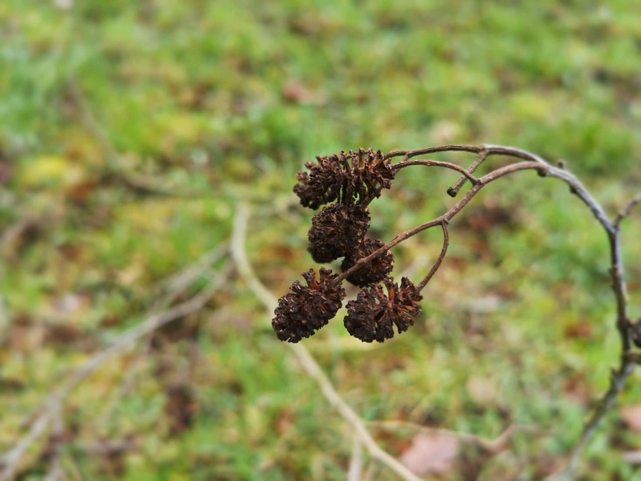 alder-cones-4933921_1920.jpg?type=w1
