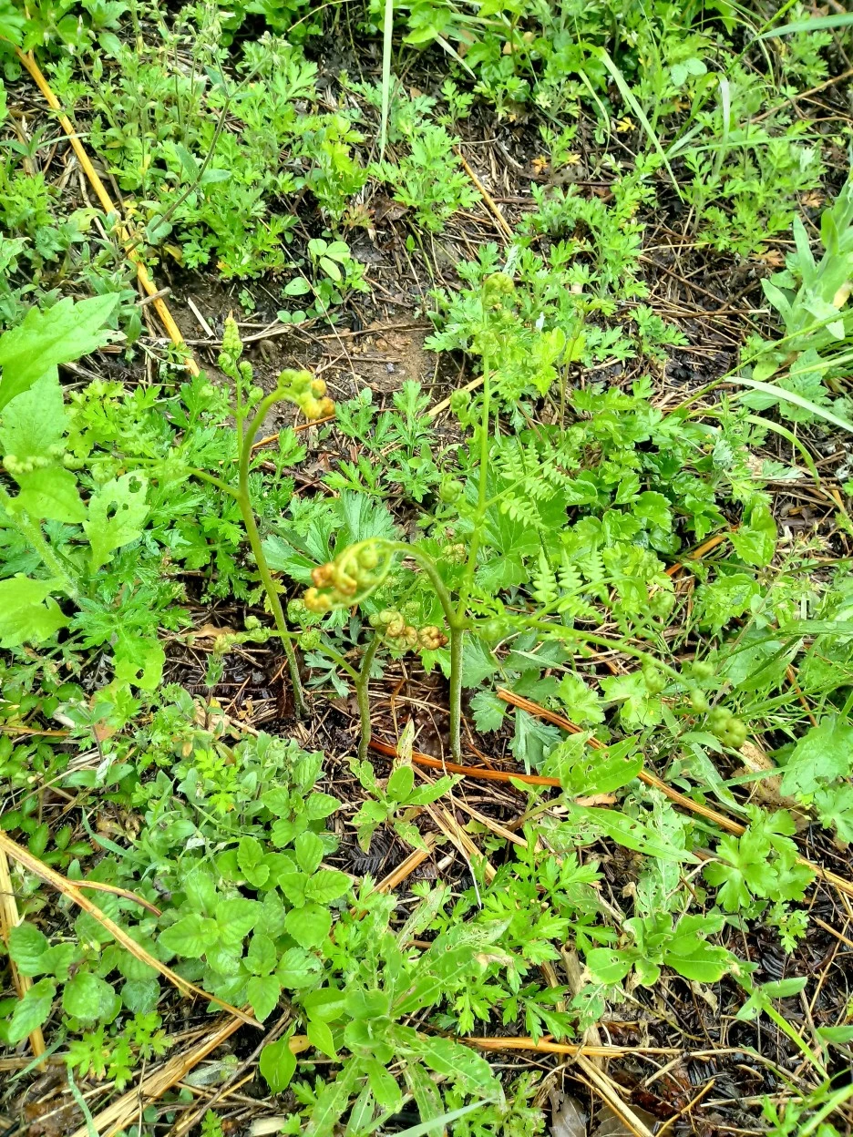 20180512_120822_%EC%95%88%EC%84%B1_%EA%B3%A0%EC%82%AC%EB%A6%AC.jpg?type=w1