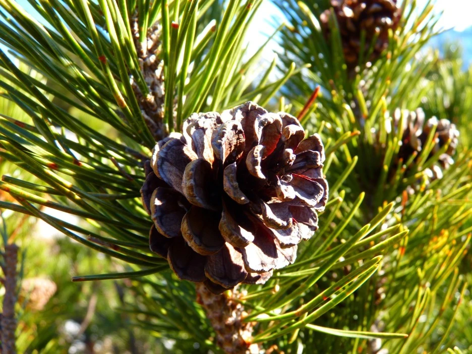 mountain-pine-4756_1920.jpg?type=w1