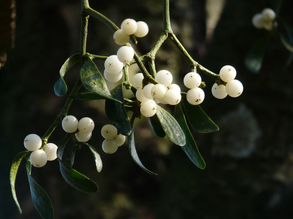 mistletoe-berries-16393_1920.jpg?type=w1