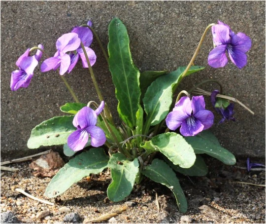 A0__1_(%EC%B6%9C%EC%B2%98_-_%ED%95%9C%EA%B5%AD%EC%8B%9D%EB%AC%BC%ED%95%99%ED%9A%8C,_%EC%95%88%EC%A7%84%ED%9D%A5).jpg?typew1