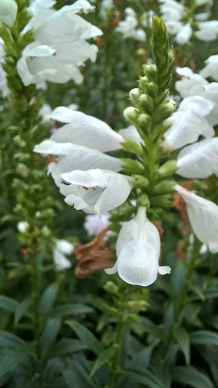 20220817_185958.jpg?type=w1