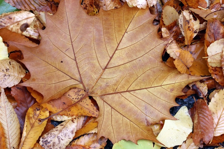 autumn-leaves-3785145_1920.jpg?typew1