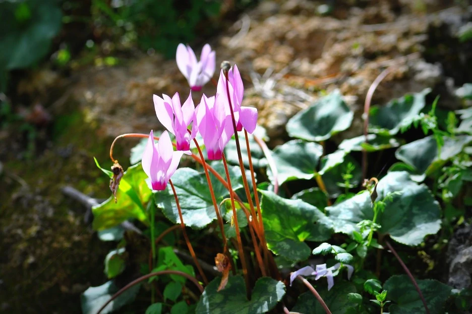 cyclamen-4967942_1920_(1).jpg?type=w1