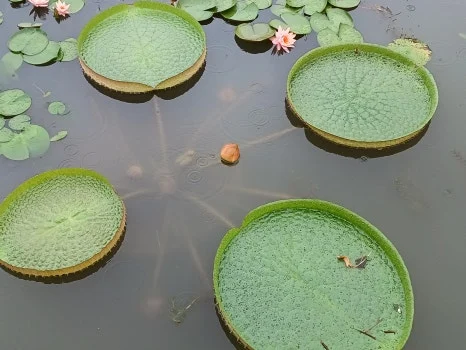 20240912_101958.jpg?type=w466