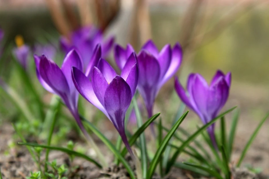 crocuses-4073076_1920.jpg?type=w1