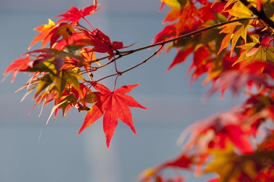 autumn-leaves-2916638_1920.jpg?type=w1