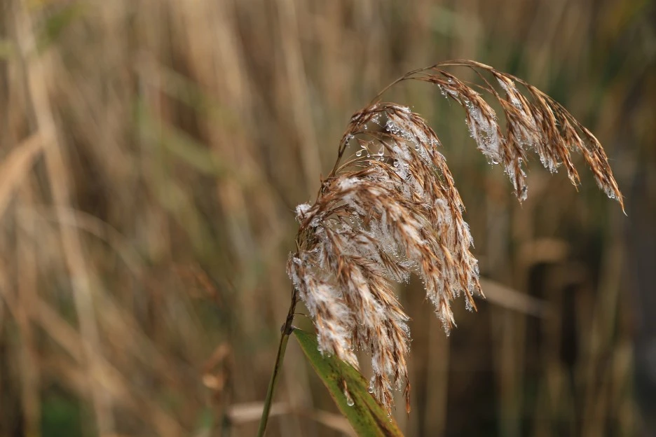 reed-3826402_1920.jpg?typew1