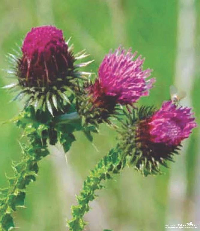 ib53_31_i2.jpg?type=w1