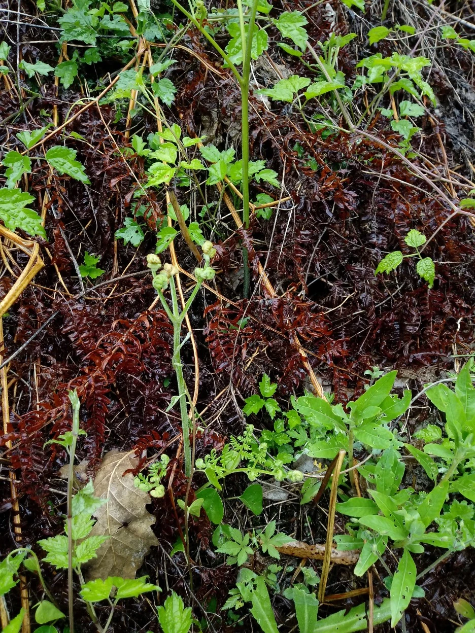 20180512_120841_%EC%95%88%EC%84%B1_%EA%B3%A0%EC%82%AC%EB%A6%AC.jpg?type=w1