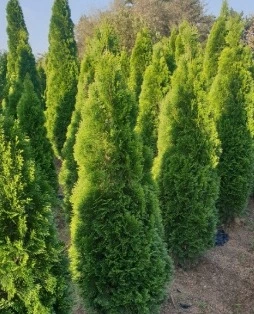 웹 캡처_8-1-2023_202756_search.naver.com.jpeg