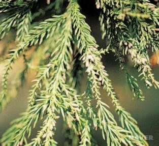 jk_14_1%EC%82%BC%EB%82%98%EB%AC%B4_%EA%B5%AD%EB%A6%BD%EC%A4%91%EC%95%99%EA%B3%BC%ED%95%99%EA%B4%80_-_%EC%8B%9D%EB%AC%BC%EC%A0%95%EB%B3%B4.jpg?type=w1