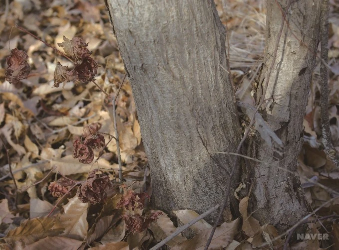 ib13_98_i18%EC%95%BD%EC%B4%88%EB%8F%84%EA%B0%90.jpg?typew1