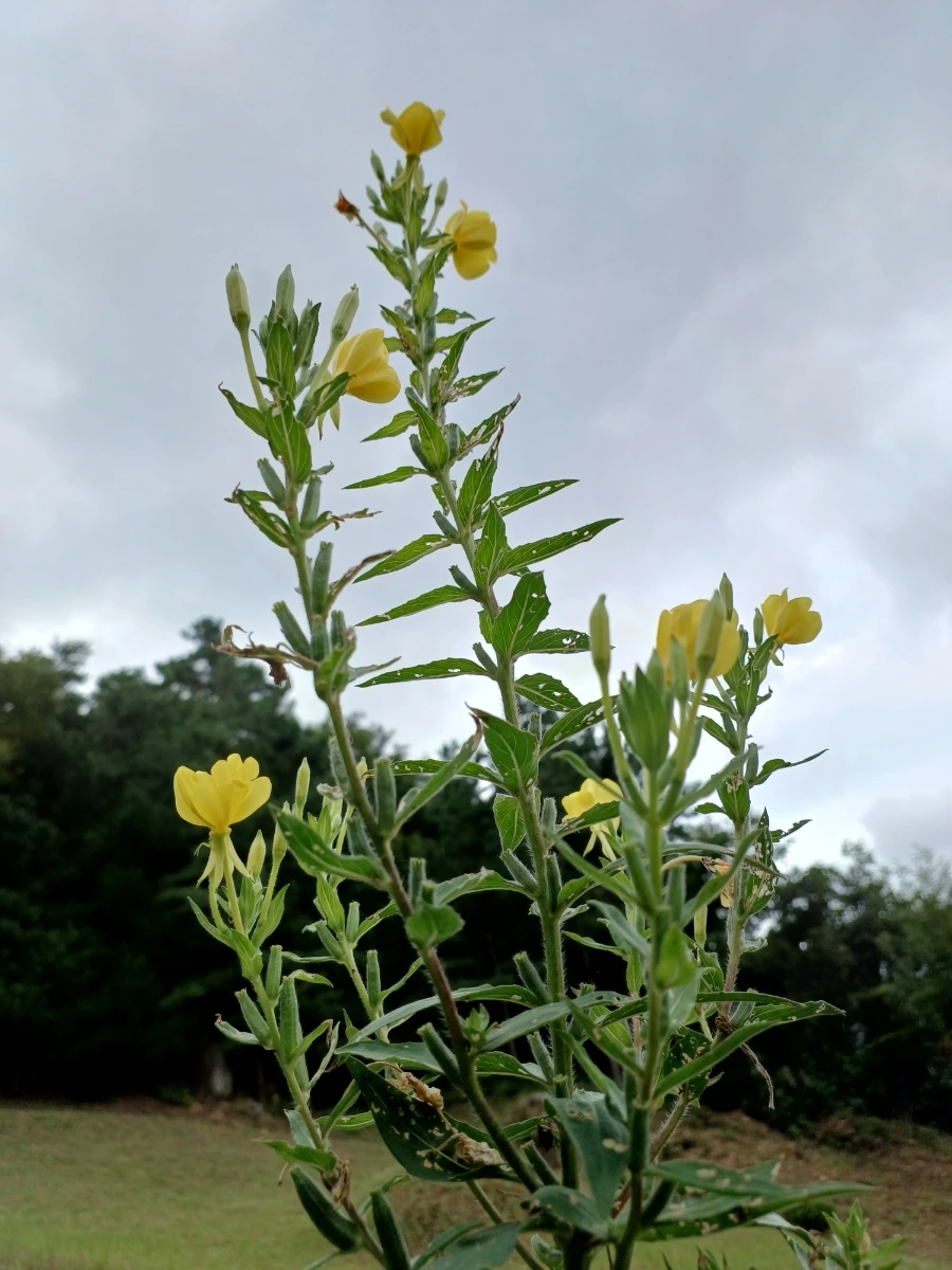 20220903%EF%BC%BF120500.jpg?type=w1