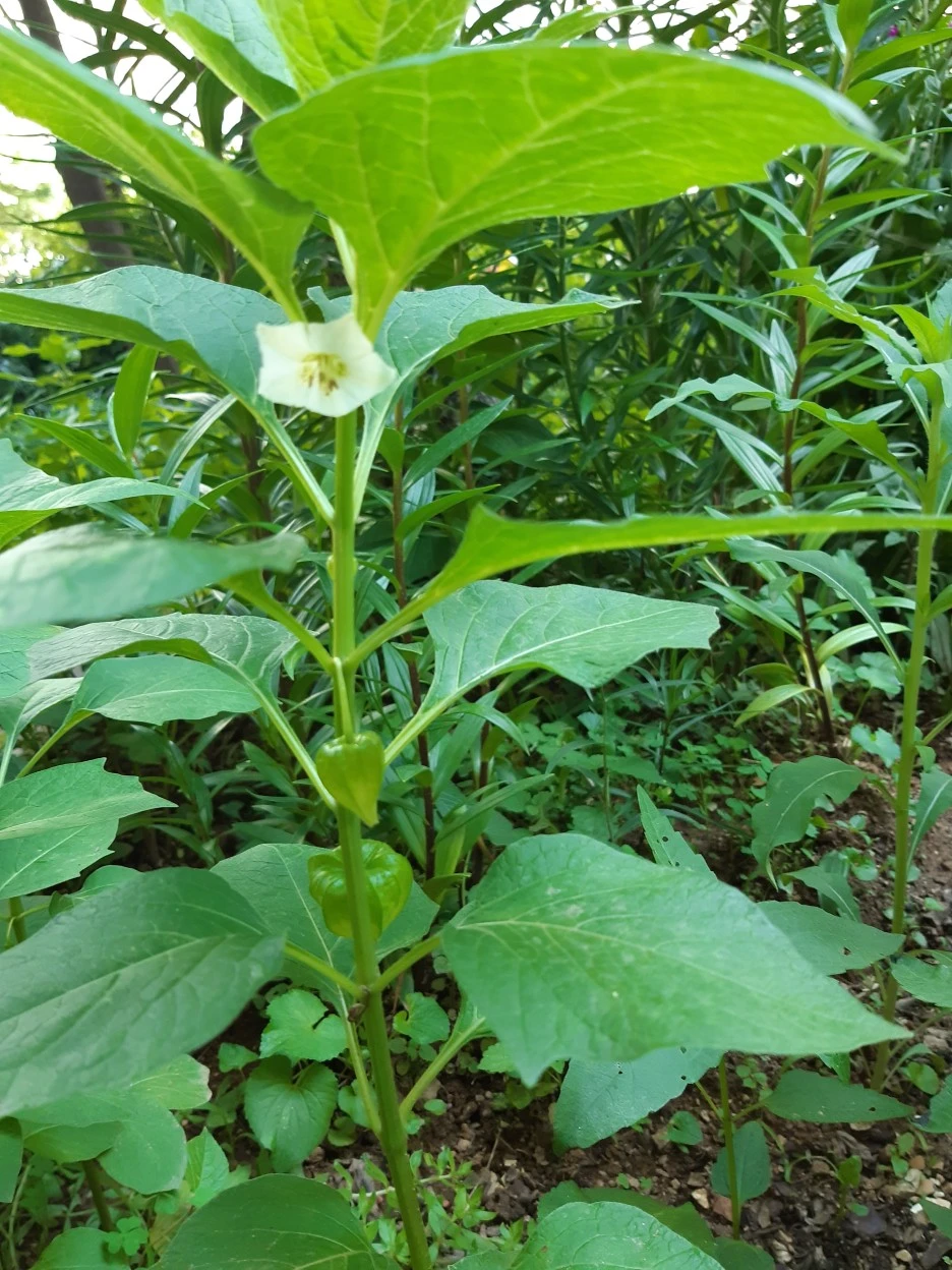 20210604_153136.jpg?typew1