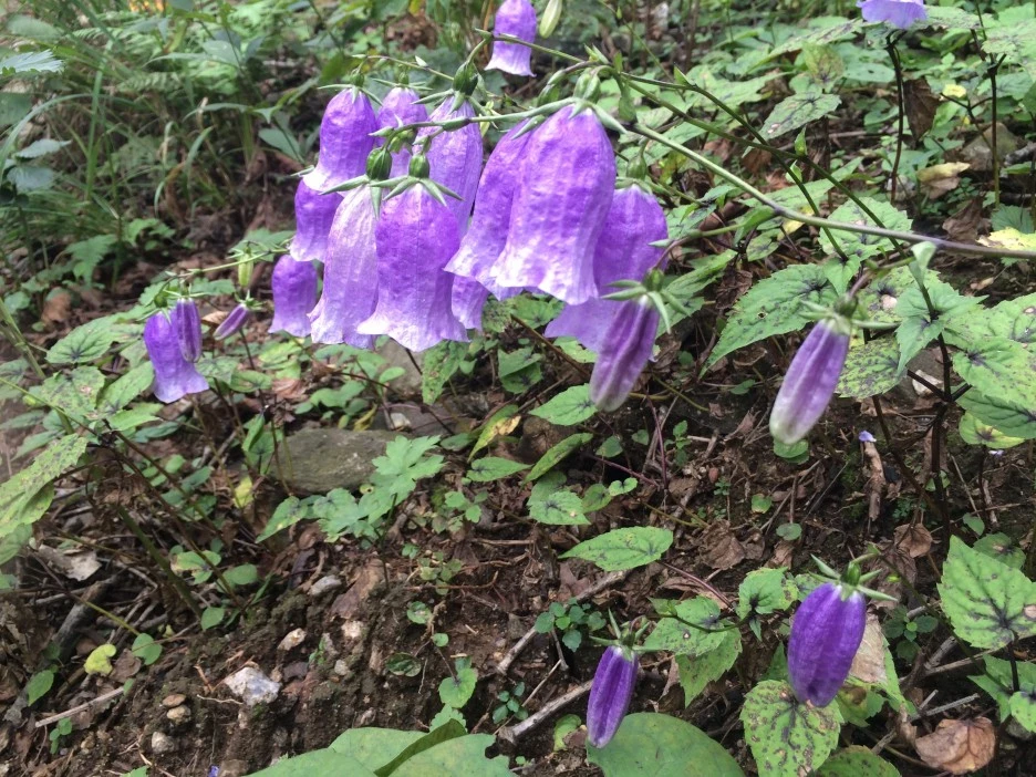 ib68_241_i4_%EA%B5%AD%EB%A6%BD%EA%B3%B5%EC%9B%90%EA%B3%B5%EB%8B%A8_%EC%83%9D%EB%AC%BC%EC%A2%85%EC%A0%95%EB%B3%B4.jpg?type=w1