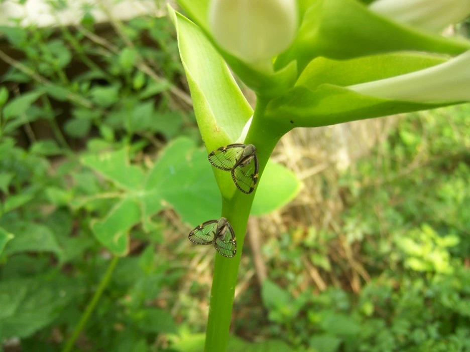 %EC%98%A5%EC%9E%A0%ED%99%94%EC%99%80_%EC%9E%91%EC%9D%80_%EB%82%98%EB%B9%84_%EB%91%90_%EB%A7%88%EB%A6%AC.jpg?type=w1