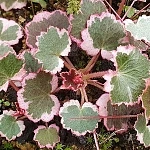 0050010000001645113_%EC%82%BC%EC%83%89%EB%AC%B4%EB%8A%AC%EB%B0%94%EC%9C%84%EC%B7%A8.jpg?typew1