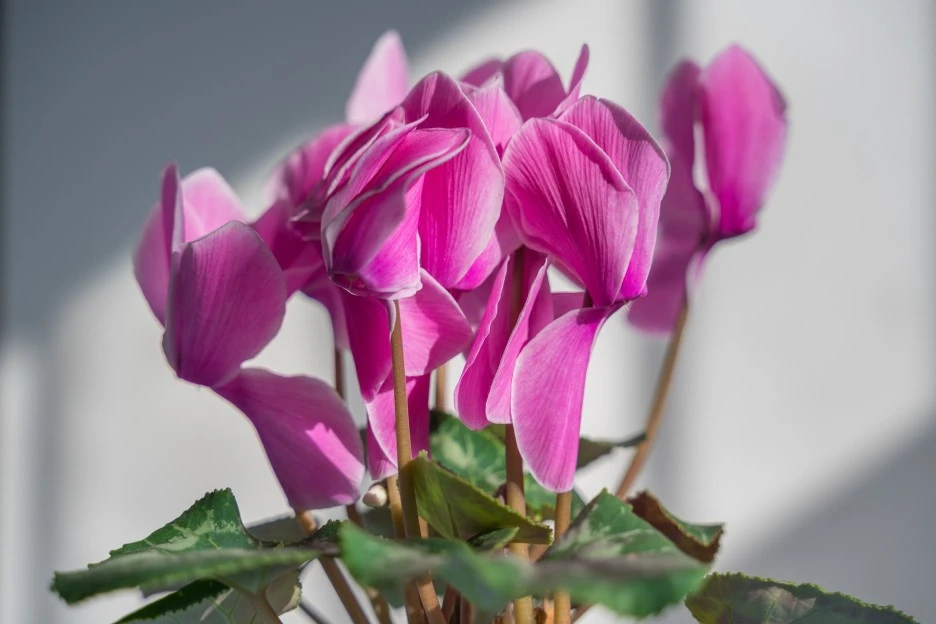 cyclamen-4885298_1920.jpg?type=w1