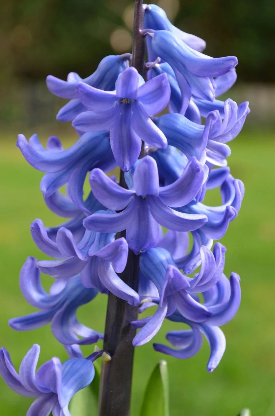 hyacinth-296323_1920.jpg?type=w1