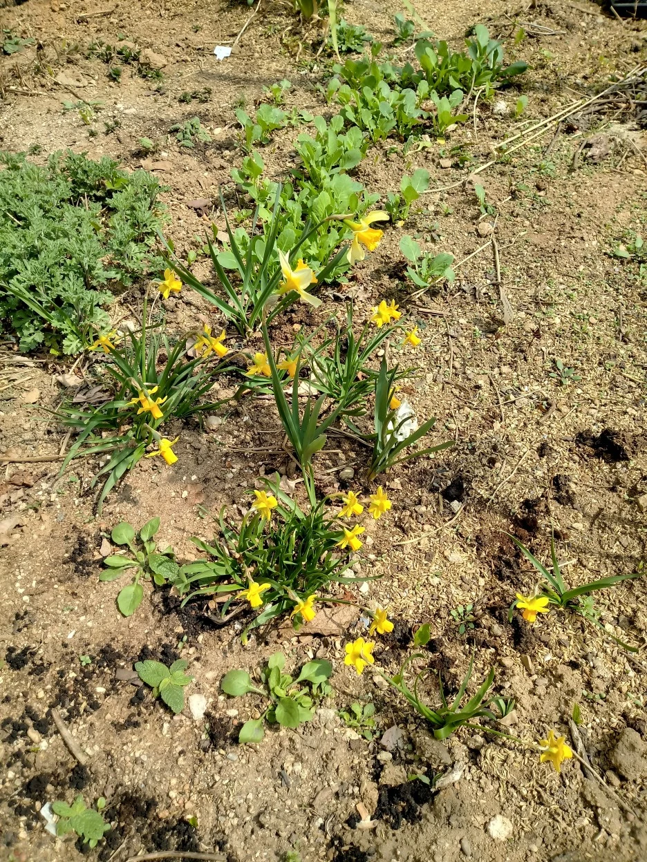 20200325_120252_HDR.jpg?typew1