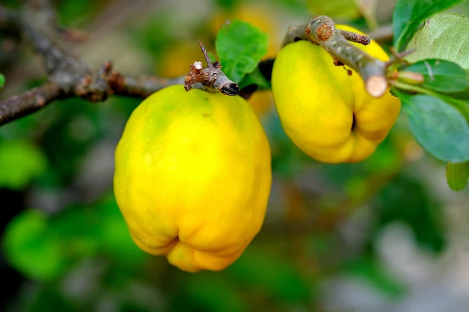 ornamental-quince-2684072_1920.jpg?type=w1