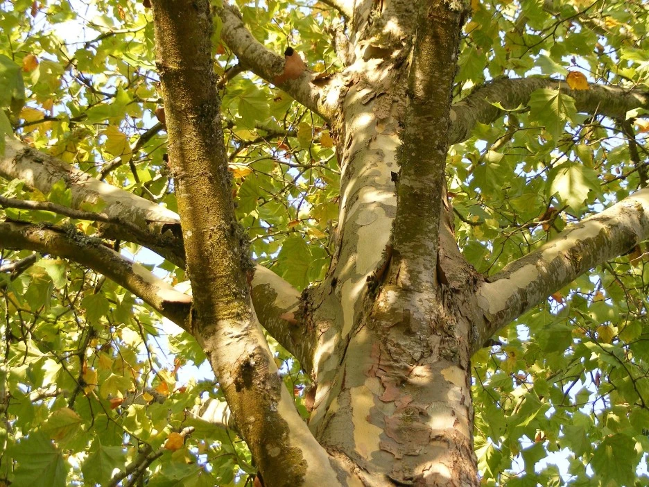 plane-tree-511483_1920.jpg?type=w1